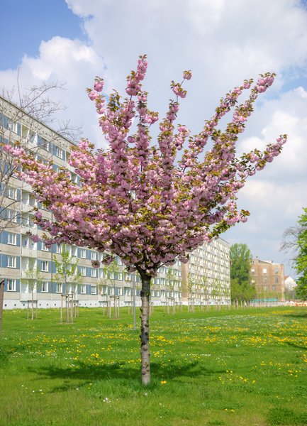 Prunus serrulata 'Kanzan' 