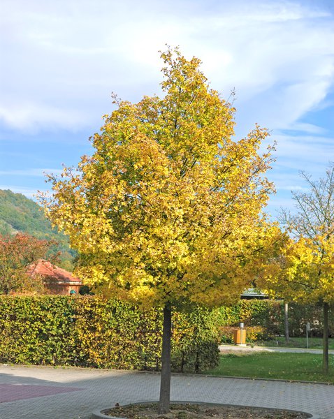 Acer campestre 'Elsrijk'  - Hochstamm