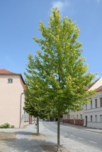 Acer rubrum 'Brandywine'� - Hochstamm