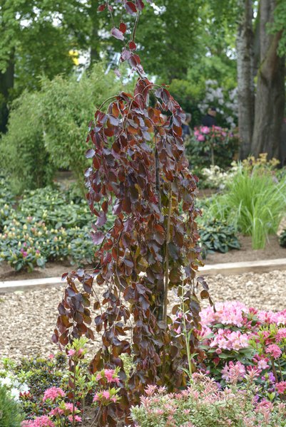 Fagus sylvatica 'Purple Fountain' - Hochstamm