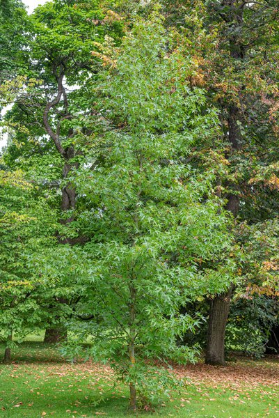 Liquidambar styraciflua 'Fame4ever' - Hochstamm