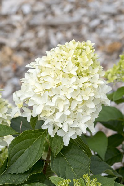 Hortensie, Rispenhortensie 'Skyfall'
