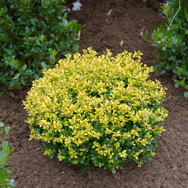 Japanische Stechpalme 'Golden Gem', Ilex crenata