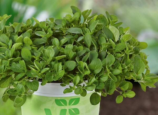 Origanum vulgare 'Diabolo', origan, pot de 1,3 L