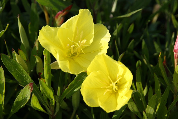 plantes vivaces amies des insectes