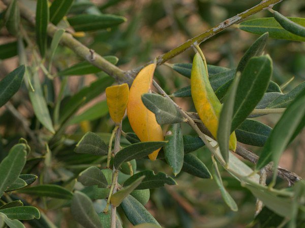 Olivier en hiver, hiverner l&rsquo;olivier