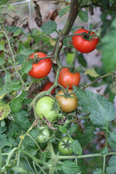 Tomate, Open Sky&reg;, Tomates Opensky&reg;, Tomate de plein champ, Tombonne&reg;, Lubera