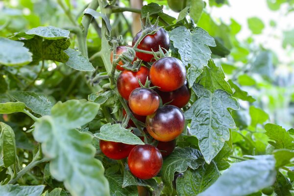Tomate, Open Sky, Happy Black