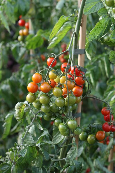 Tomate, Open Sky, Sugar Red