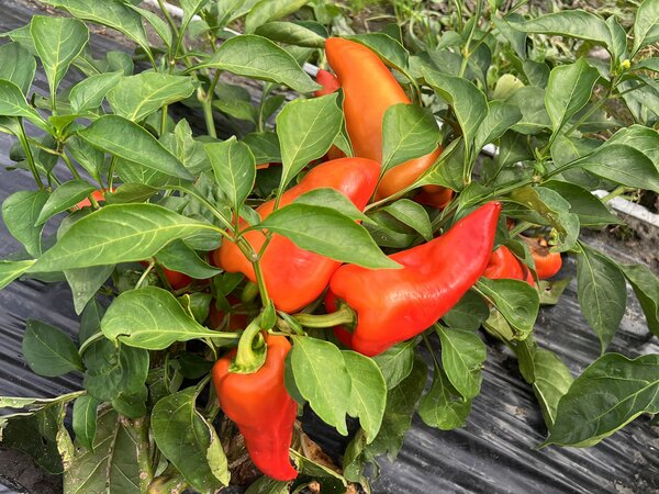 Poivron, Capsicum, OpenSky, 'Speedy Gonzales'