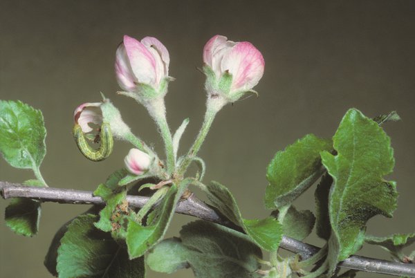 Operophtera brumata, ravageurs du pommier, cheimatobies