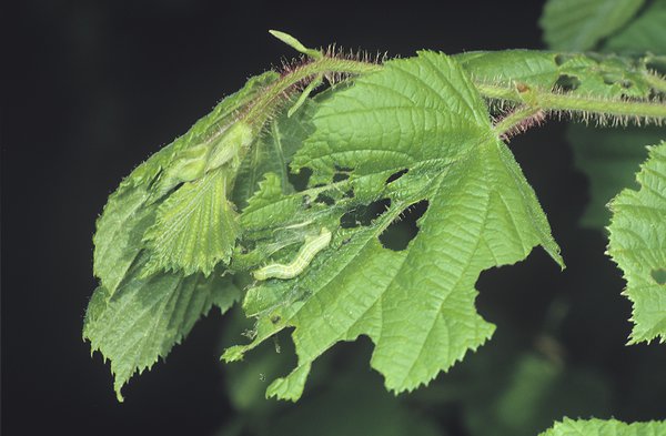 Operophtera brumata, ravageurs du pommier, cheimatobies