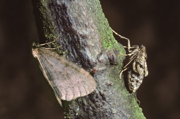 <i>Operophtera brumata</i>, ravageurs du pommier, cheimatobie