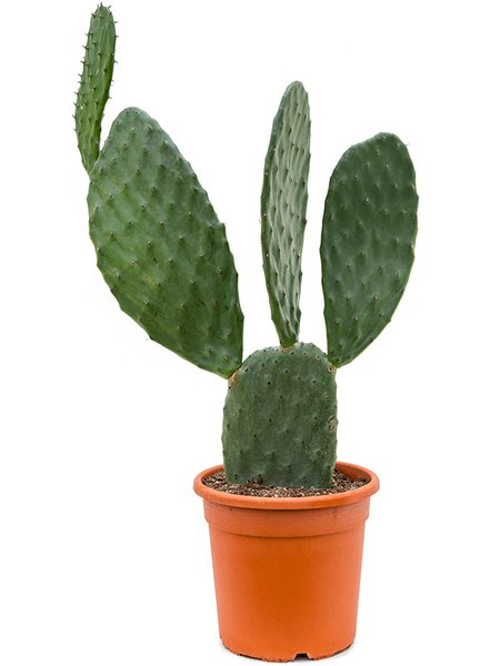 Opuntia indica, Verzweigt, im 27cm Topf, H�he 90cm, Breite 40cm