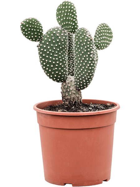Opuntia microdasys 'Albispina', Verzweigt, im 17cm Topf, H�he 40cm, Breite 25cm