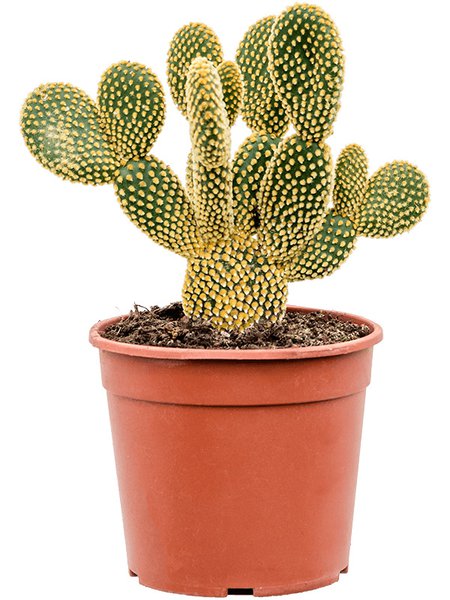 Opuntia microdasys, Verzweigt, im 17cm Topf, H�he 40cm, Breite 25cm