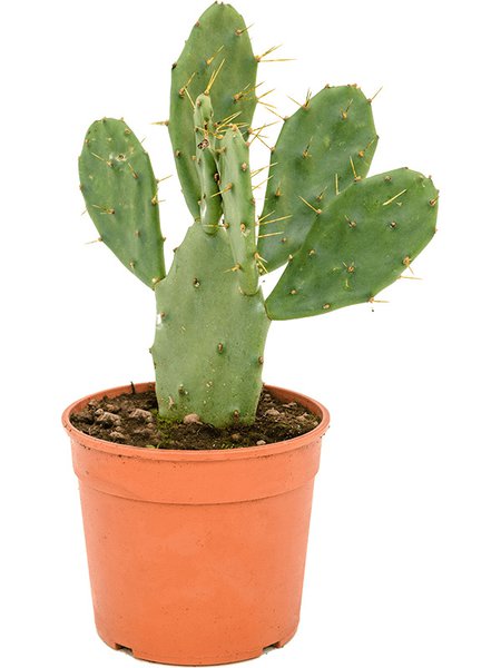 Opuntia vulgaris, im 17cm Topf, H�he 40cm, Breite 20cm