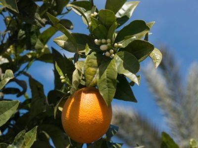 L&rsquo;oranger perd ses feuilles
