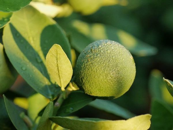 Citronnier Gel