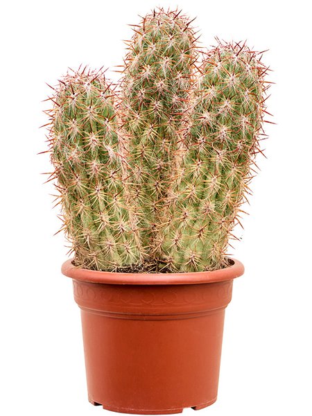 Oreocereus celsianus, im 30cm Topf, H�he 70cm, Breite 40cm