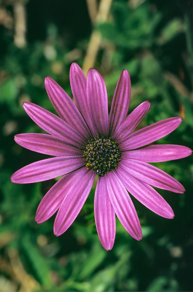 Kapk�rbchen, Kapmargerite Lila, Osteosperumum ecklonis