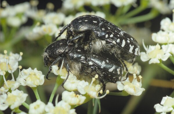 C&eacute;toine noire, Oxythrea funesta, nettement plus petite, inoffensive