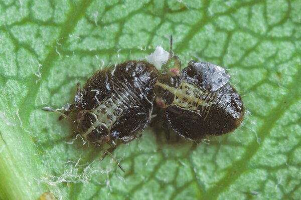 Psylla du poirier, Cacopsylla pyri, larves plus &acirc;g&eacute;es sur la face inf&eacute;rieure des feuilles