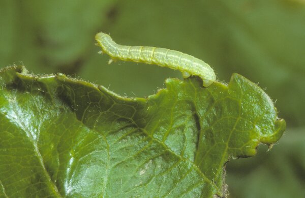 Chenille de la phal�ne hivernale sur un pommier, Operopthera brumata, phal�ne