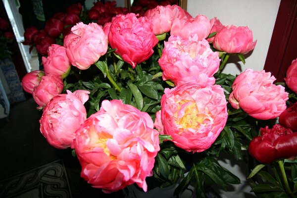 Pivoines en pot