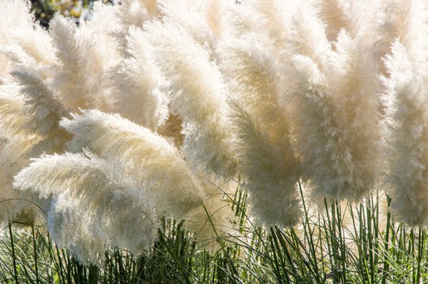 des touffes d'herbe de la pampa blanche dans le jardin