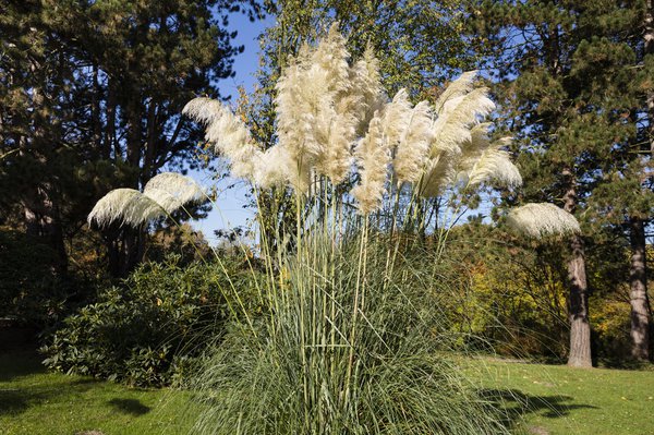 Une des nombreuses vari&eacute;t&eacute;s d'herbe de la pampa