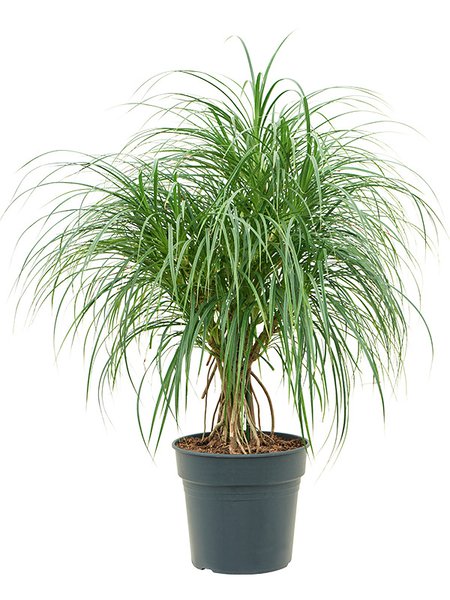 Pandanus stellatus, Multi Stamm, im 30cm Topf, H�he 110cm, Breite 75cm