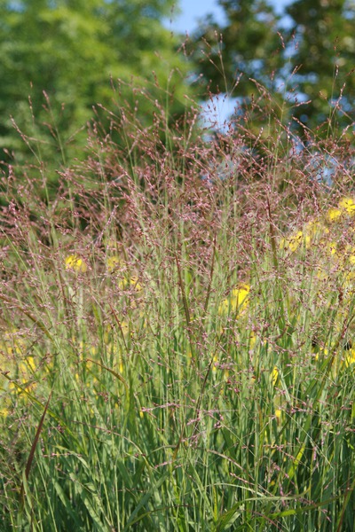 Panicum virgatum 'Shenandoah' Lubera