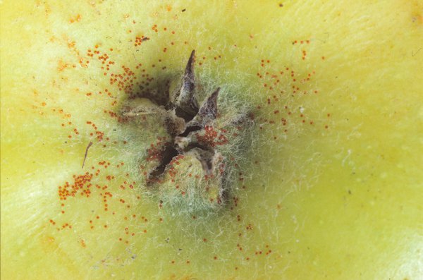 <i>Panonychus ulmi</i>, acarien rouge, acarien des arbres fruitiers, araign&eacute;e rouge, ravageurs du pommier