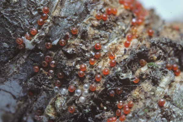 <i>Panonychus ulmi</i>, acarien rouge, acarien des arbres fruitiers, araign&eacute;e rouge, ravageurs du pommier