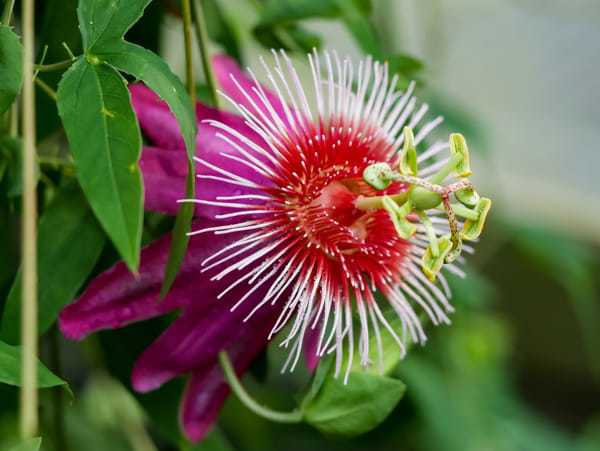 Passiflore rustique