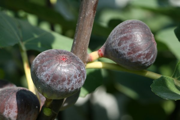 Taille d&rsquo;&eacute;t&eacute; des figuiers Lubera Figue fleur Pastili&egrave;re