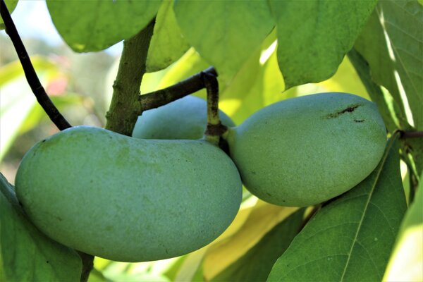 Asiminier, fruit, asimina triloba