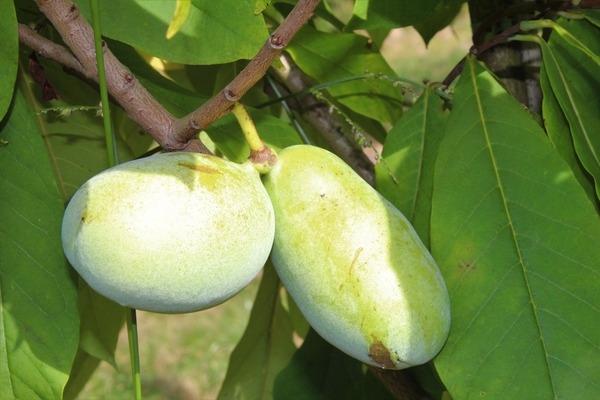 Asiminiers fruits et arbre