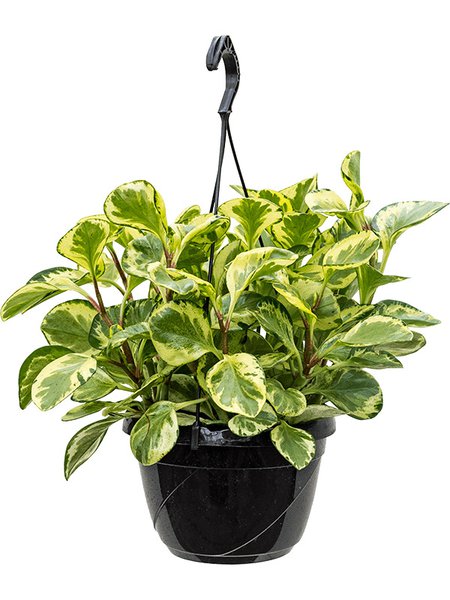 Peperomia obtusifolia 'Golden Gate', Ampel, im 20cm Topf, H�he 50cm, Breite 30cm