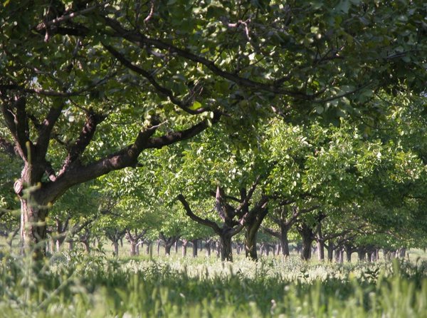 Permaculture, Polyculture, Monoculture, Arbustes r&eacute;sistants &agrave; la s&eacute;cheresse, agroforesterie