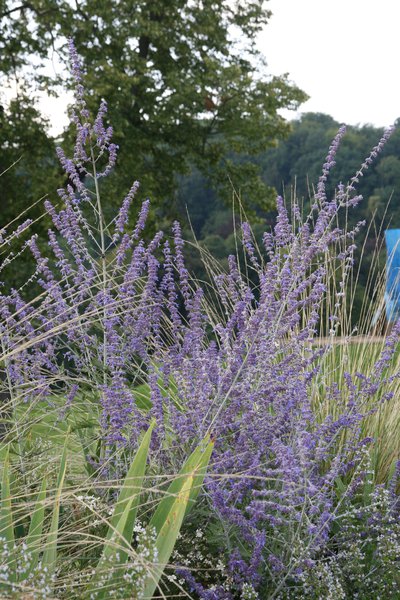 Perovskia atriplicifolia 'Blue Spire' 