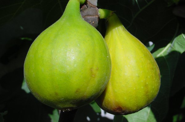 Figuier Petrelli Lubera