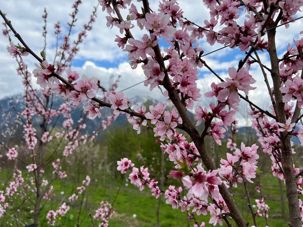 Tailler un p&ecirc;cher, Prunus, Fleur de p&ecirc;cher, culture exp&eacute;rimentale Champ de s&eacute;lection Buchs Avril 2022