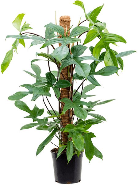 Philodendron 'Florida Beauty', Moosstab 100, im 21cm Topf, H�he 90cm, Breite 35cm