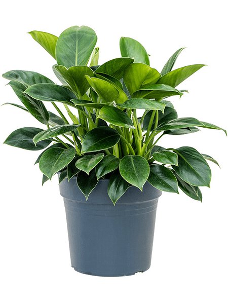 Philodendron 'Green Princess', Busch, im 27cm Topf, H�he 70cm, Breite 50cm