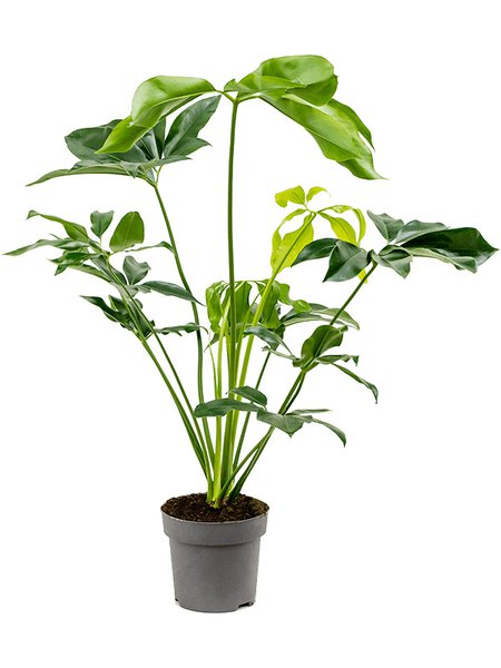 Philodendron 'Green Wonder', Busch, im 24cm Topf, H�he 100cm, Breite 65cm
