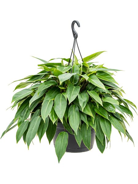 Philodendron 'Minii', Ampel, im 28cm Topf, H�he 60cm, Breite 50cm