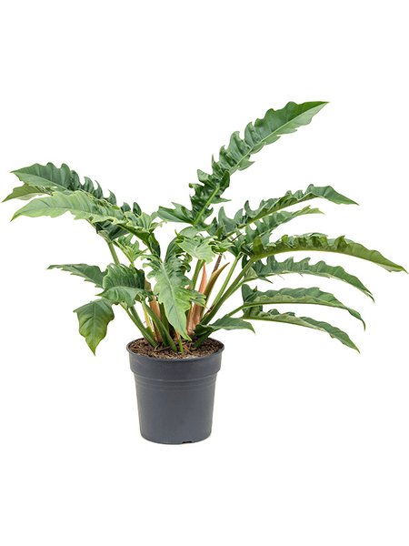 Philodendron 'Narrow', Busch, im 27cm Topf, H�he 80cm, Breite 80cm