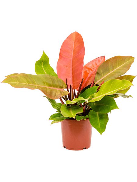 Philodendron 'Prince of Orange', Busch, im 17cm Topf, H�he 40cm, Breite 25cm
